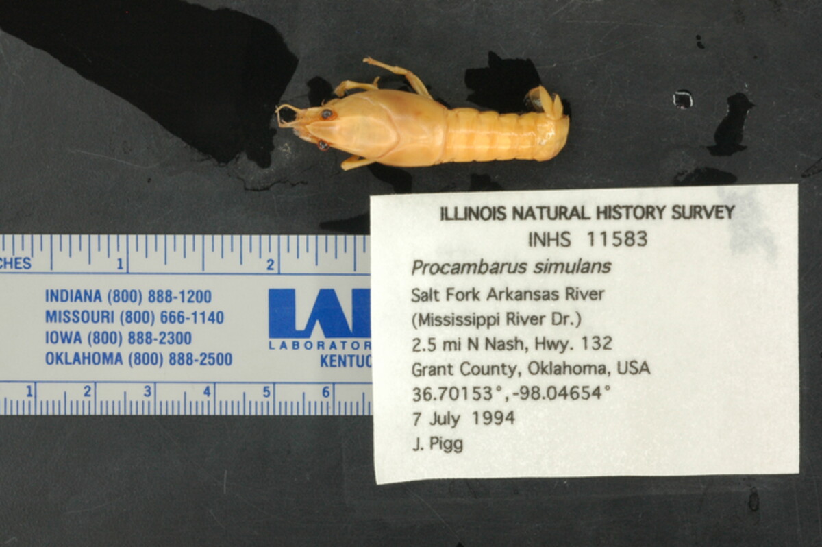 Procambarus simulans image